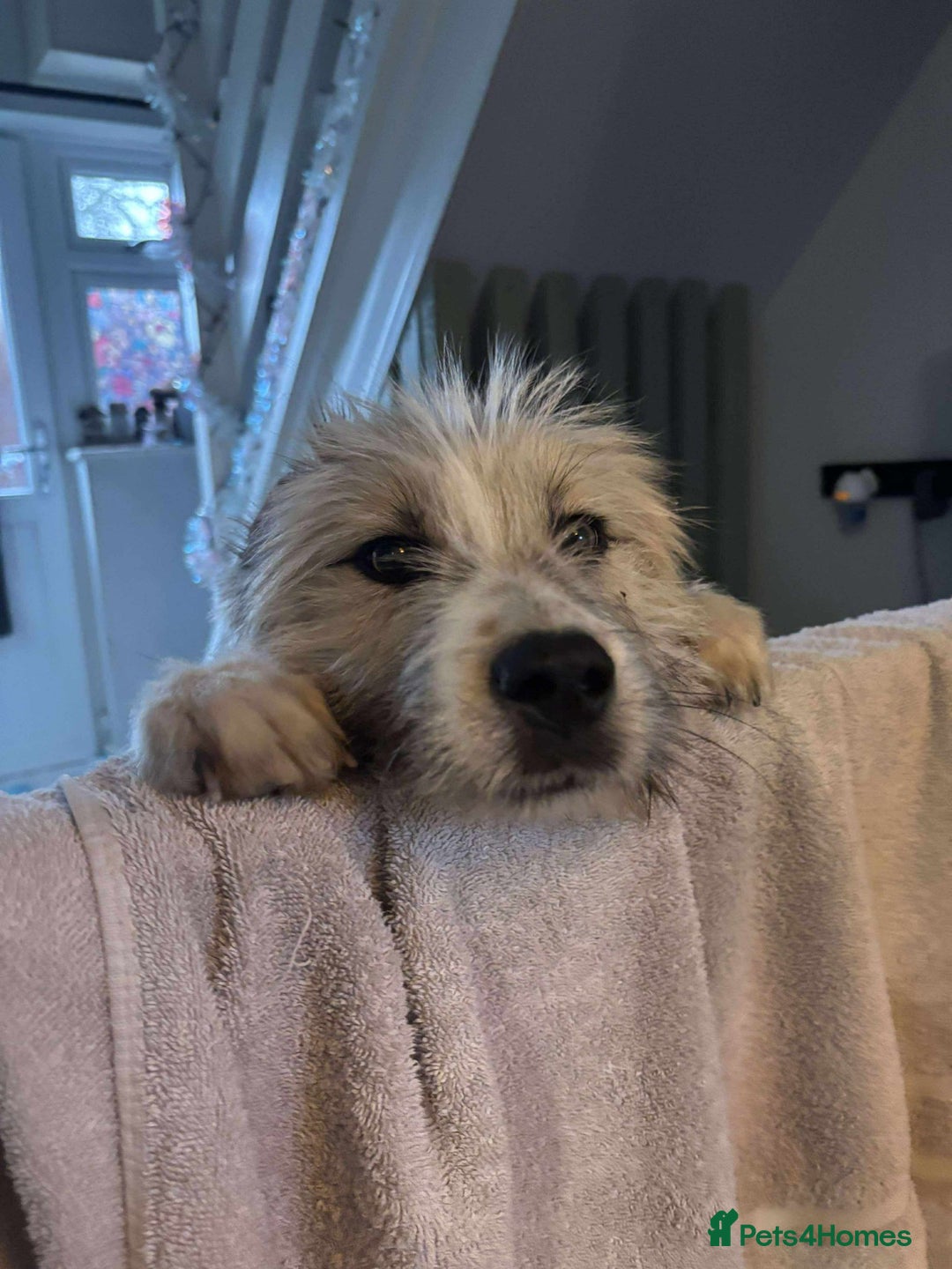 Mixed Breed dogs for adoption: Boo for adoption - Advert 3