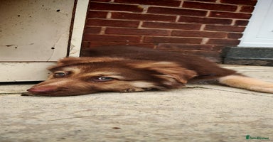 German Shepherd dogs - Advert 6