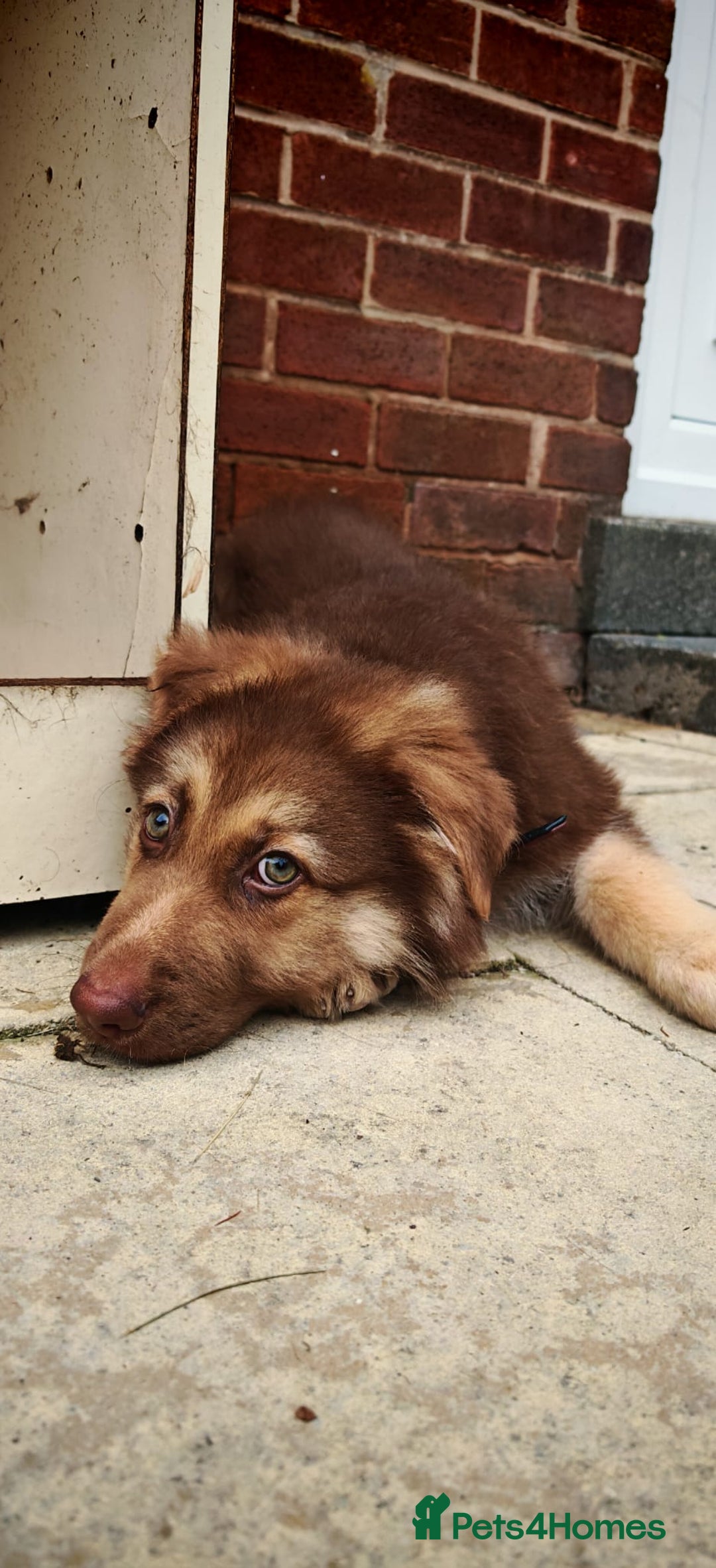 German Shepherd dogs for sale: German sheperd puppy - Image 3