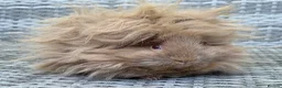Guinea Pig rodents for sale: Purebred Lunkarya - Advert 11