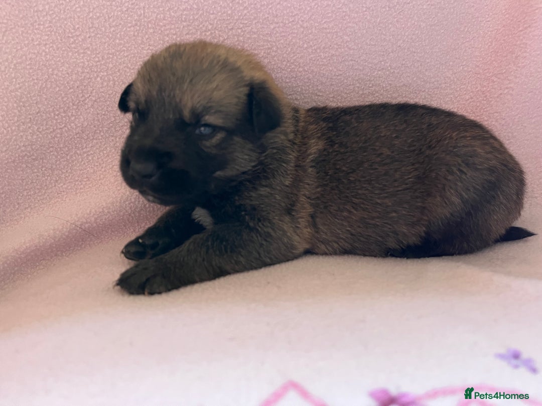 Mixed Breed dogs for sale: belgian malinois mix cross German shepherd  - Advert 16