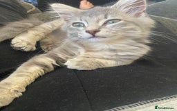 British Longhair cats for sale: Beautiful grey kitten  - Image 2