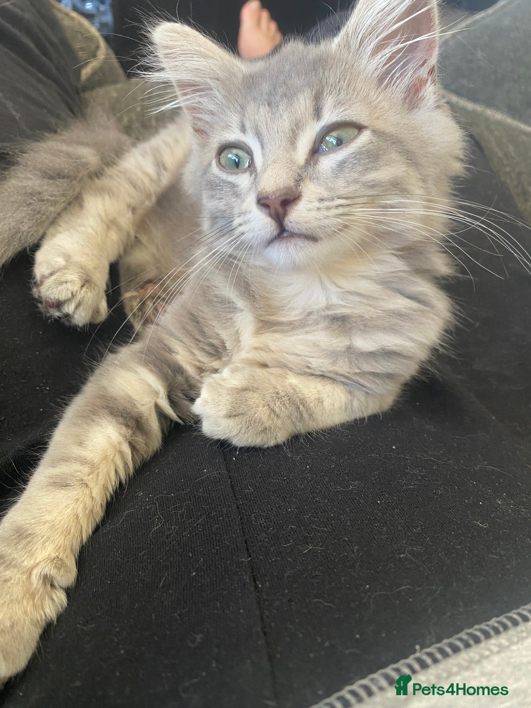 British Longhair cats for sale: Beautiful grey kitten  - Image 2