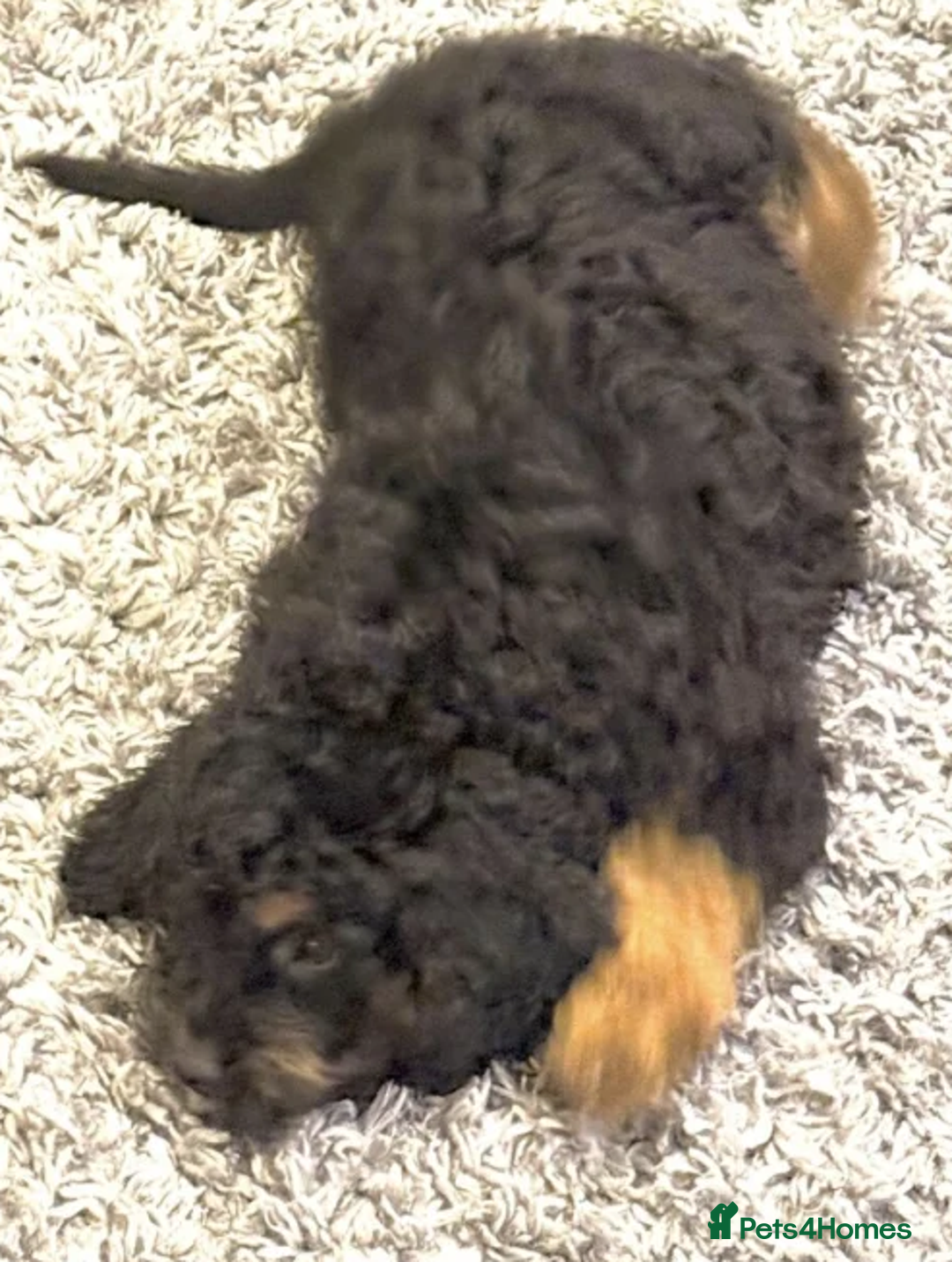 Bernedoodle dogs for sale: Premium Bernedoodle Puppies - Advert 5