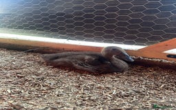 Ducks poultry for sale: Muscovies Muscovy ducklings Unsexed  - Image 6