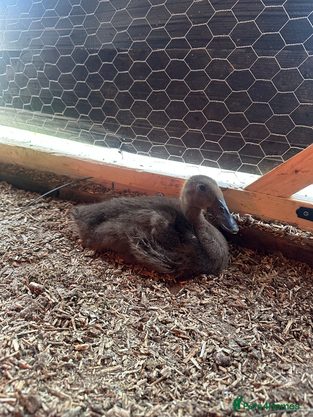 Ducks poultry for sale: Muscovies Muscovy ducklings Unsexed  - Image 6