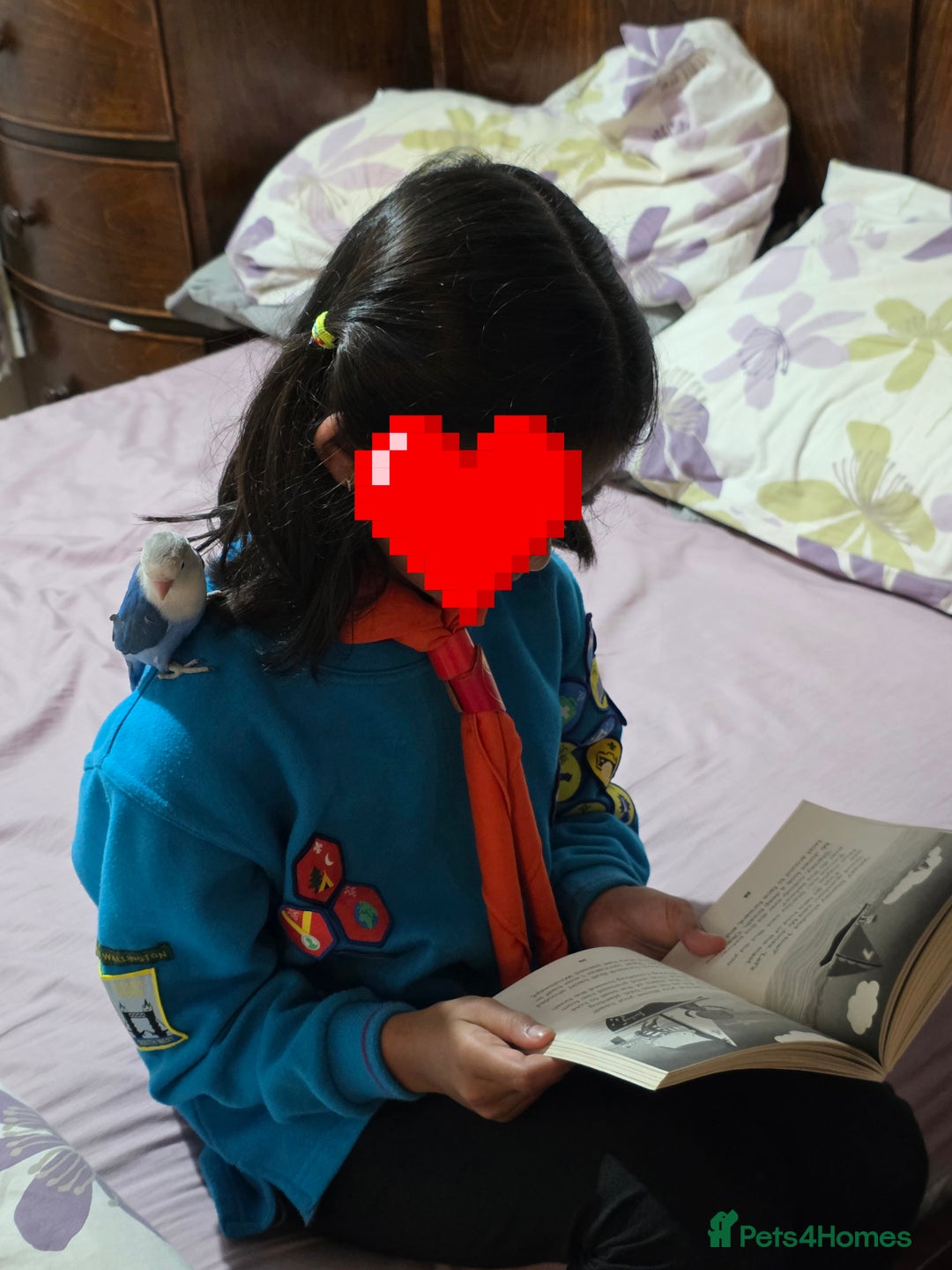 Lovebirds birds for sale: Fischer Love bird to sell  - Advert 19