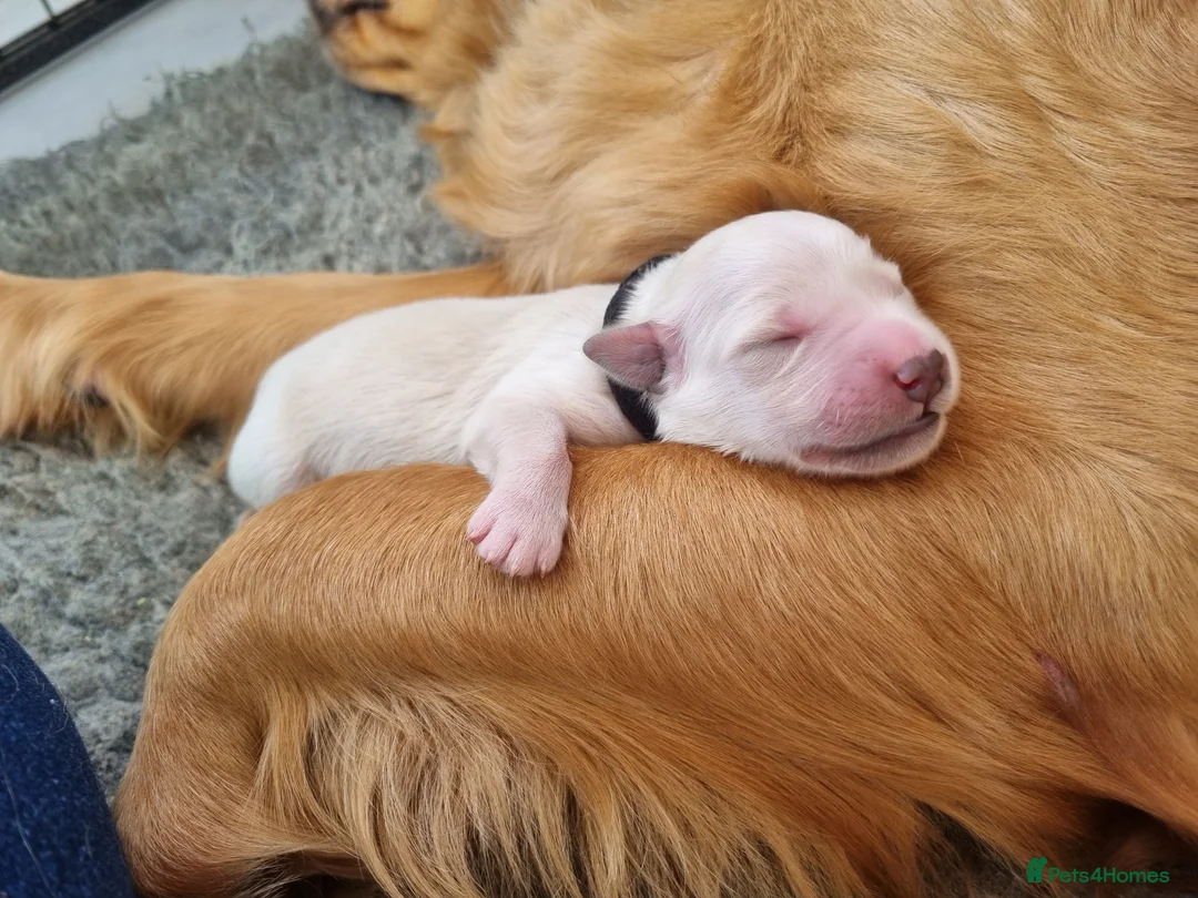 Golden Retriever dogs for sale: KC Puppies cream & gold - Advert 10