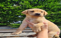 Labrador Retriever dogs for sale: Labrador puppies  - Image 12