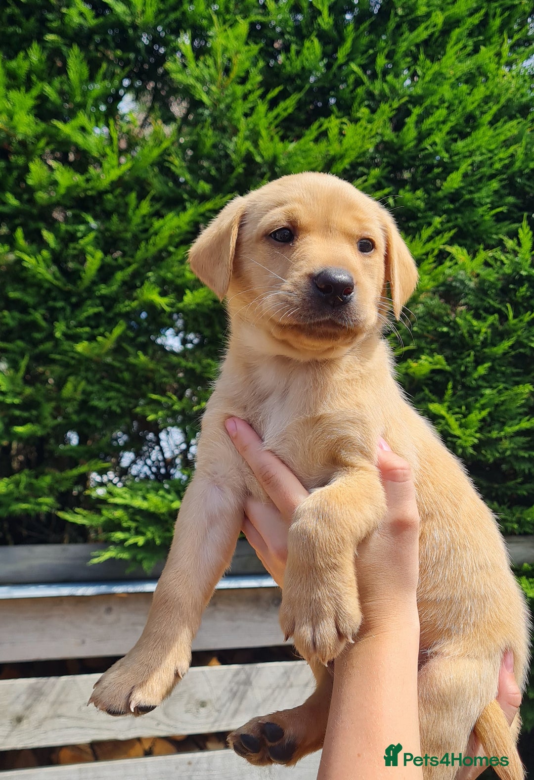 Labrador Retriever dogs for sale: Labrador puppies  - Image 12