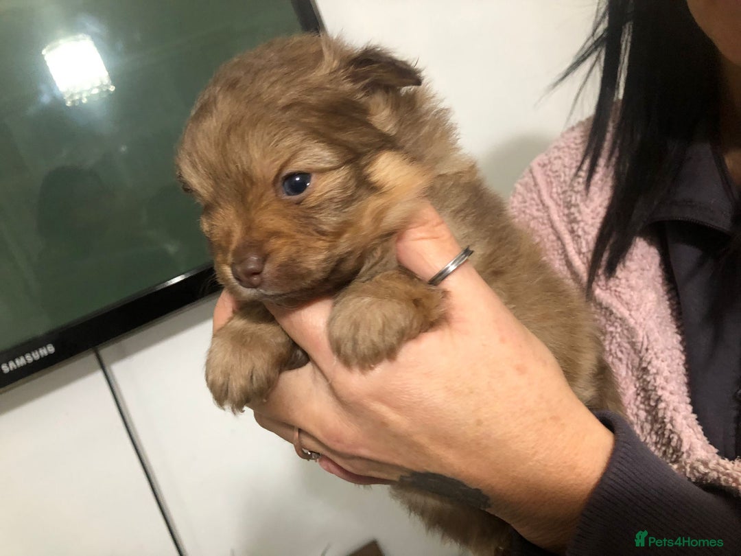 Pomeranian dogs for sale: Pomeranian Puppies  - Advert 6