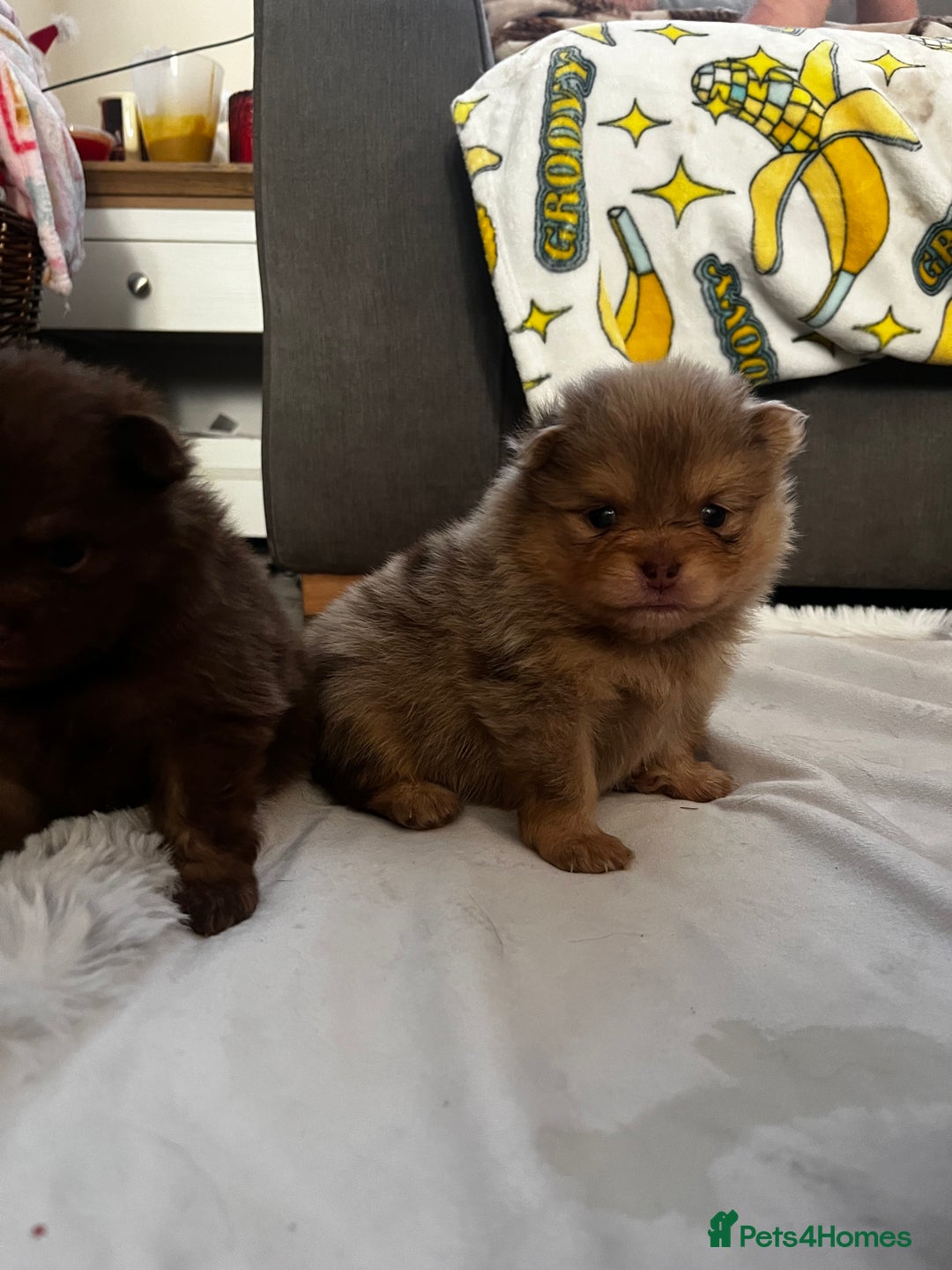 Pomeranian dogs for sale: Fluffy Pomeranian puppy’s MERLE & CHOCOLATE - Advert 22