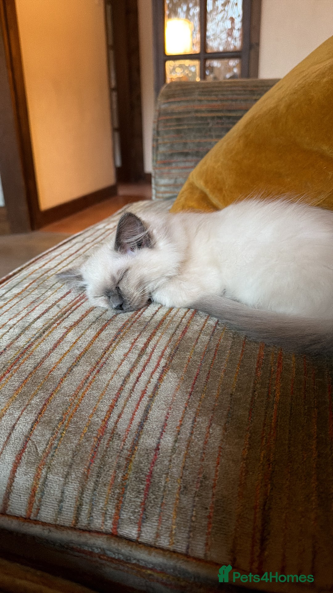 Ragdoll cats for sale: Beautiful ragdoll - Advert 2