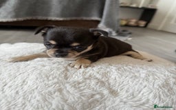 Chihuahua dogs for sale: Stunning Little Short Coat Chihuahuas - Last 2 - Image 25