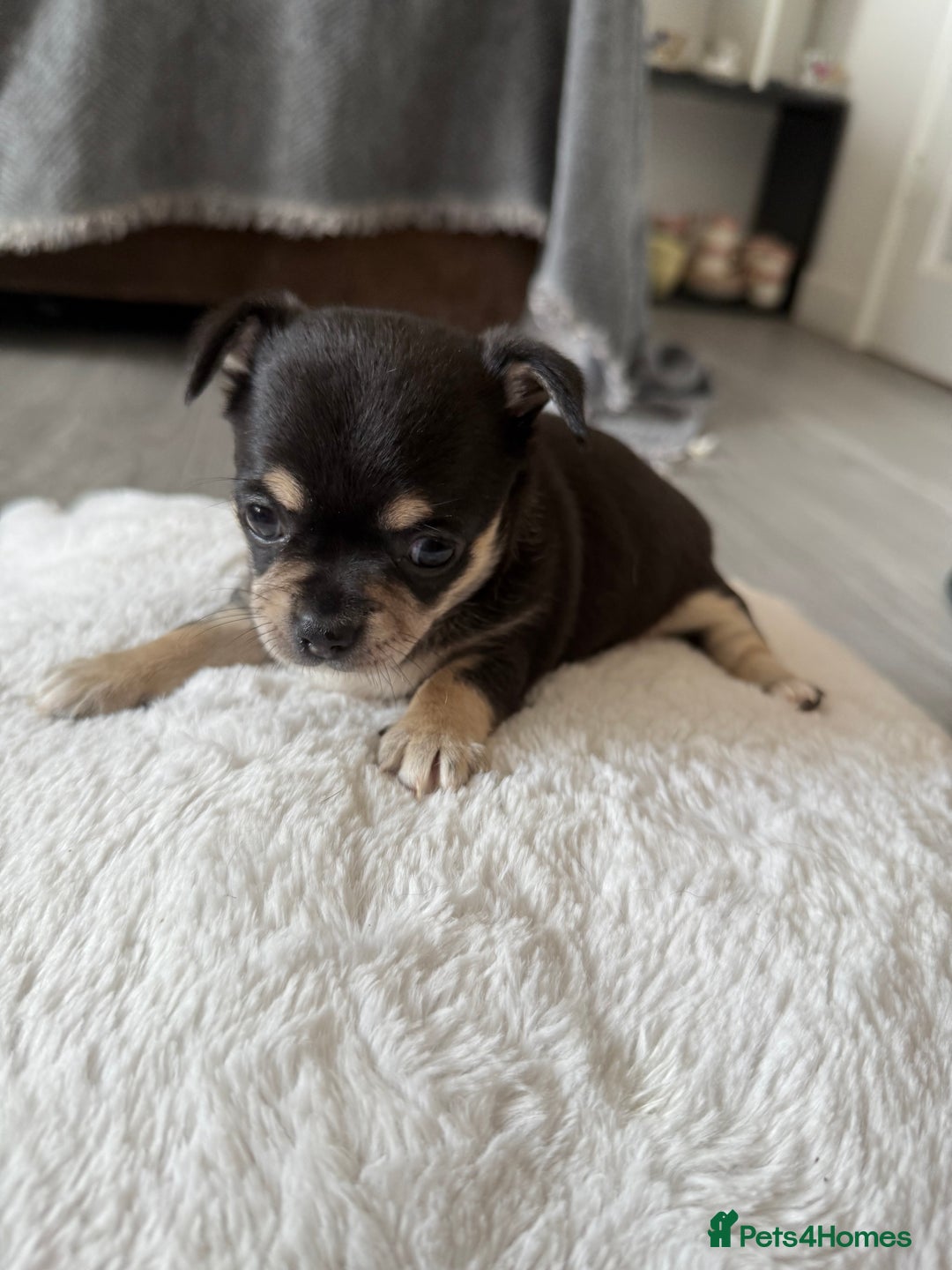 Chihuahua dogs for sale: Stunning Little Short Coat Chihuahuas - Last 2 - Image 25