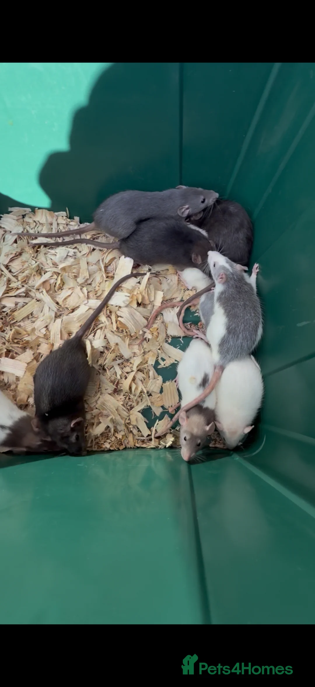 Rat rodents for sale: Dumbo rats  - Advert 2