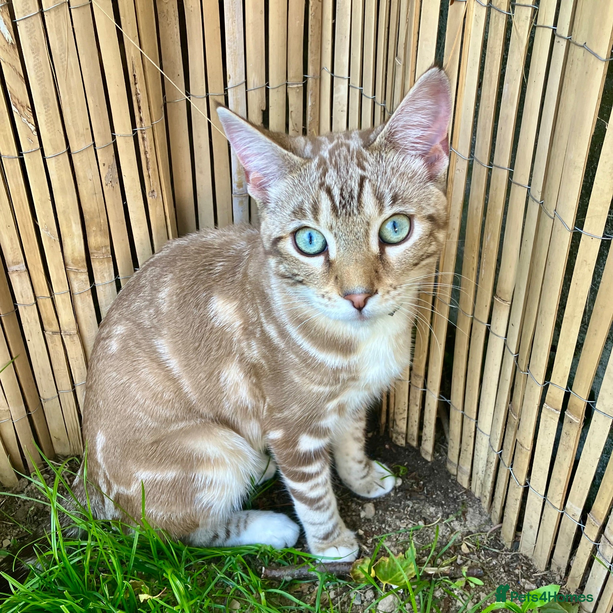 Bengal cats Bengal (75%), 9 months old, neutered, for sale. - Advert 1