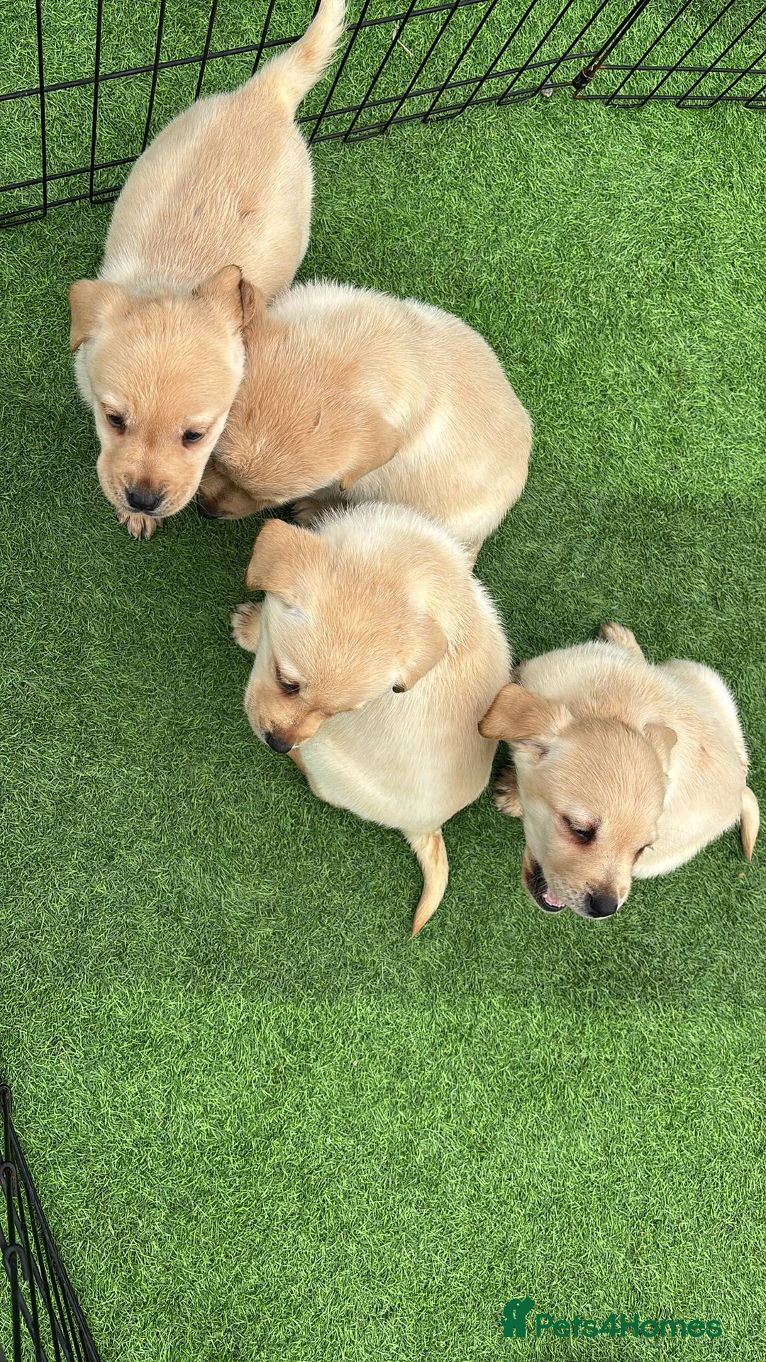 Labrador Retriever dogs for sale: Golden Chunky Labrador Puppies in Horsham - Advert 4