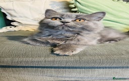 Scottish Fold cats for sale: Scottish straight girl and boy ready to go - Image 2