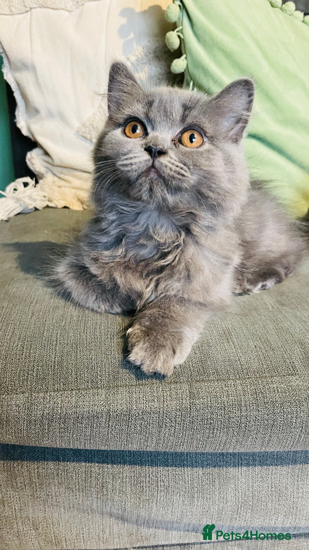 Scottish Fold cats for sale: Scottish straight girl and boy ready to go - Image 2