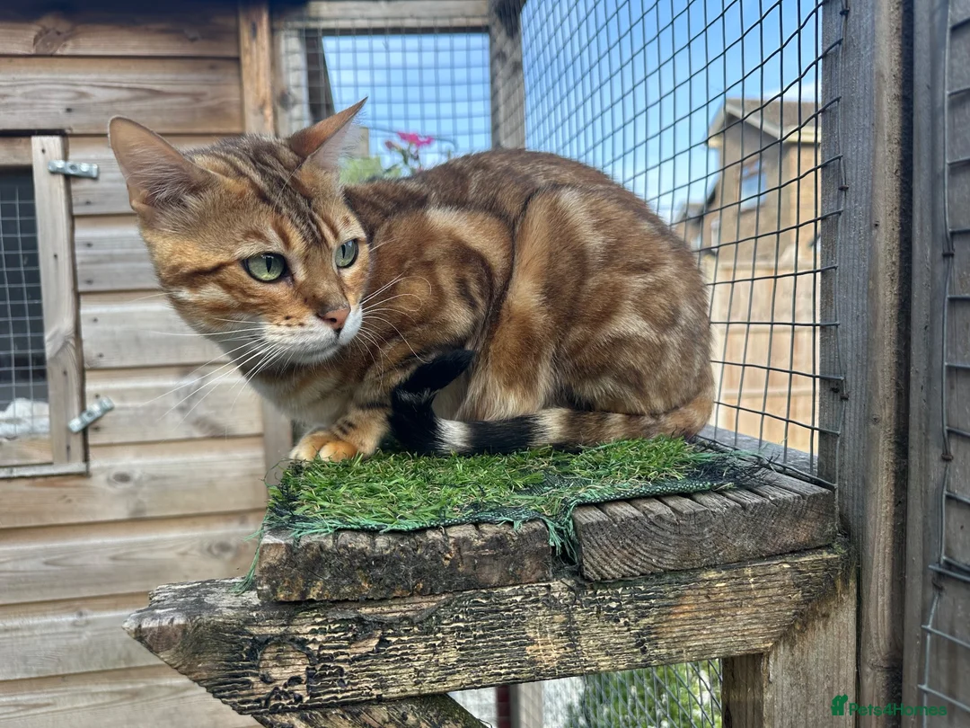 Bengal cats for sale: Beautifull girl  - Advert 2