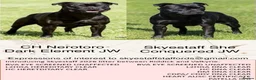 Staffordshire Bull Terrier dogs for sale: KC Registered Staffordshire Bull Terrier Pup - Advert 4