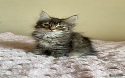 Maine Coon cats for sale: Maine Coon Cross Female Kitten  - Image 7