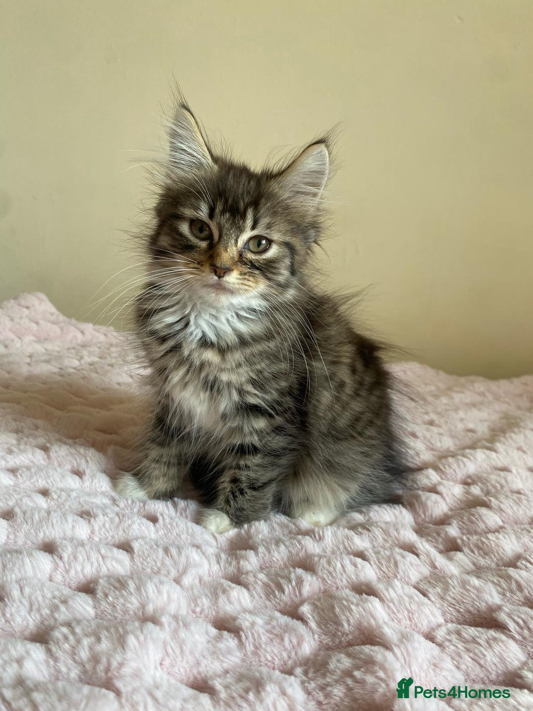 Maine Coon cats for sale: Maine Coon Cross Female Kitten  - Image 7