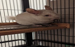 Chinchilla rodents for sale: Chinchilla  - Image 2