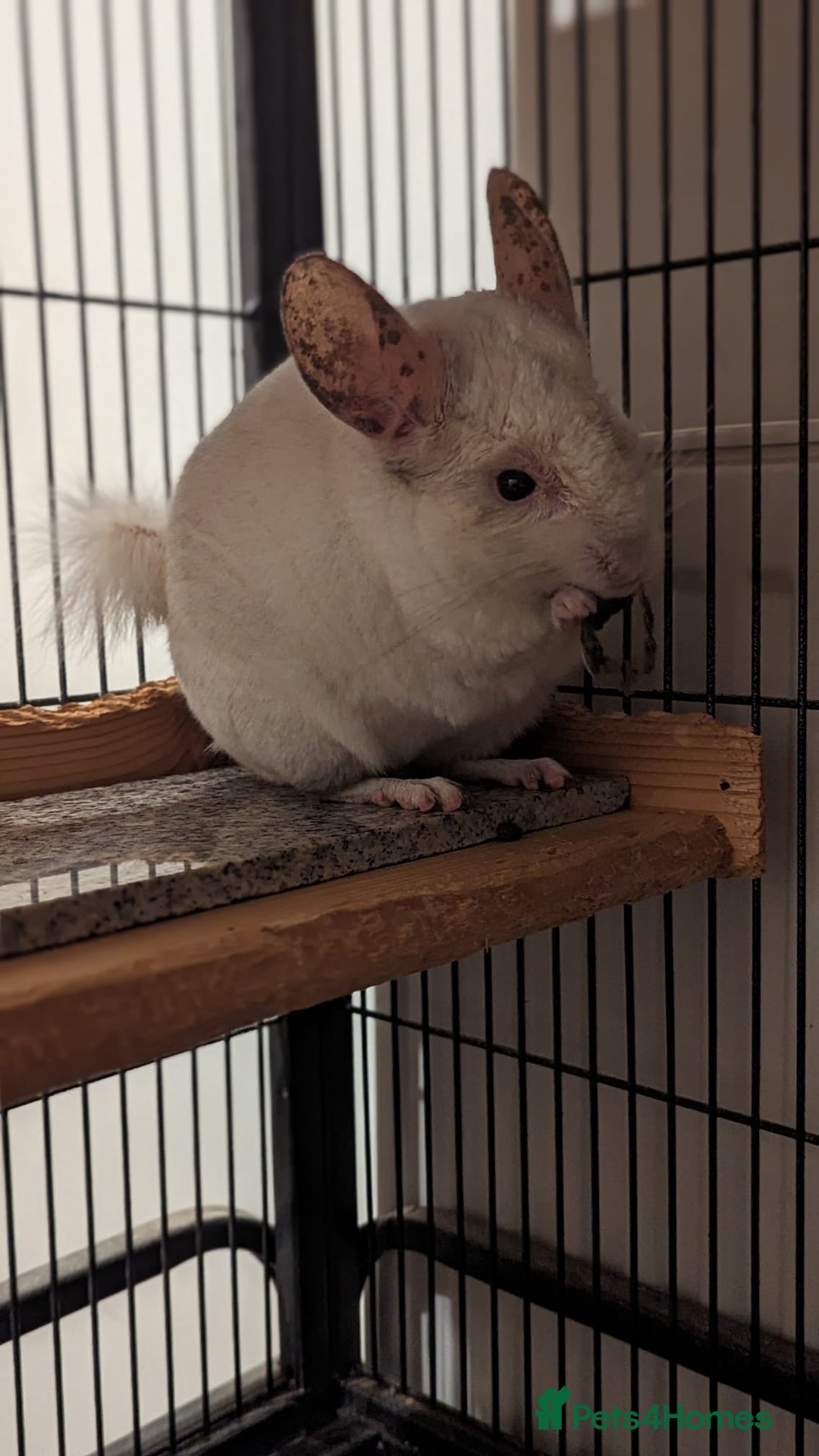 Chinchilla rodents for sale: Chinchilla  - Image 2