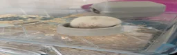 Hamster rodents for sale: Russian dwarf hamster  in High Wycombe - Advert 3