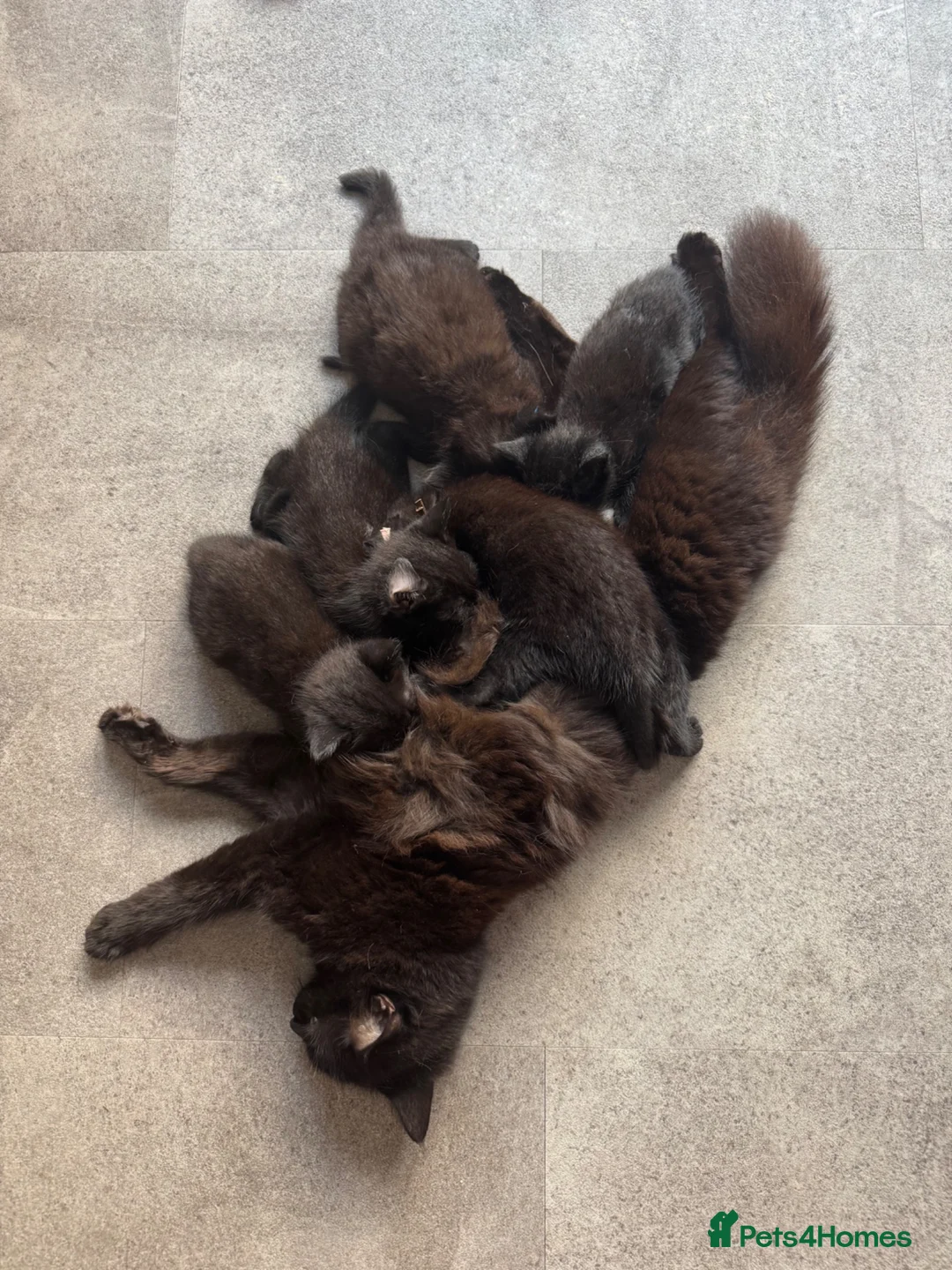 Mixed Breed cats for sale: Mixed breed kittens  - Advert 1
