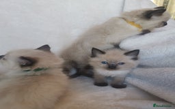 Ragdoll cats for sale: Health tested beautiful ragdoll kittens  - Image 14