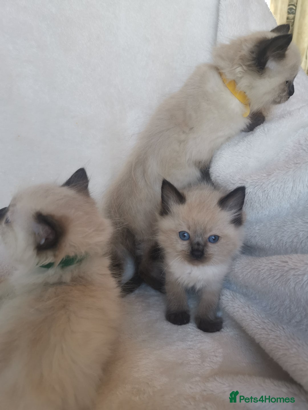 Ragdoll cats for sale: Health tested beautiful ragdoll kittens  - Image 14