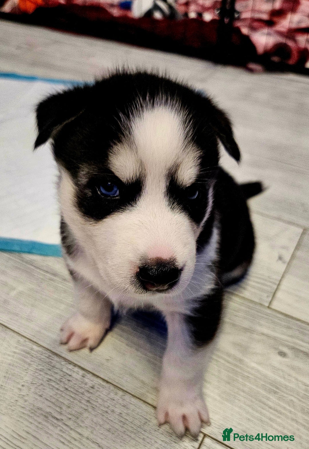 Siberian Husky dogs for sale: Siberian Husky Puppies  - Advert 5