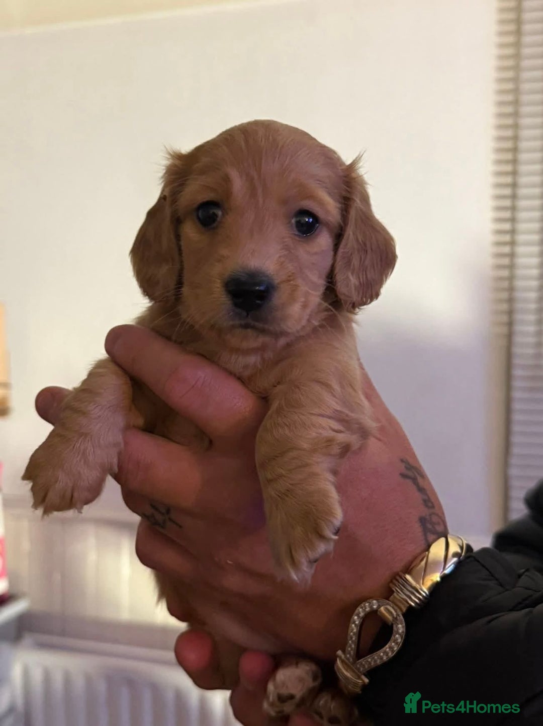 Miniature Dachshund dogs for sale: Miniature log haired - Advert 13