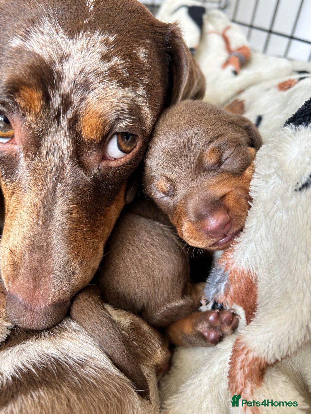 Dachshund dogs for sale: REDUCED*1 LEFT!! *BEAUTIFUL Miniature Dachshund's  - Image 20