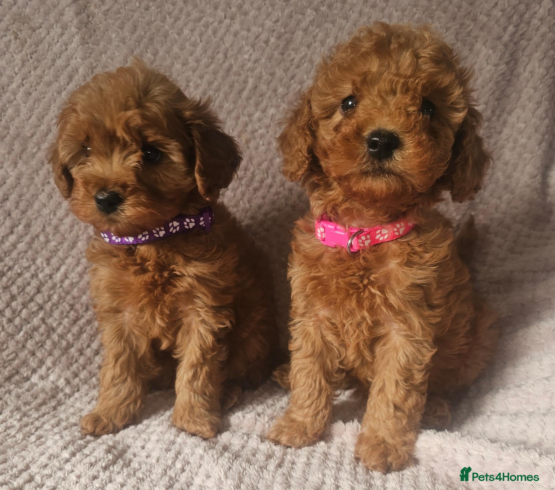Cavapoo dogs F1b Cavapoo Puppies!!  - Advert 1