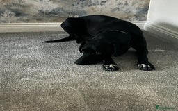 Mixed Breed dogs for sale:  Mr Bolt - Image 3