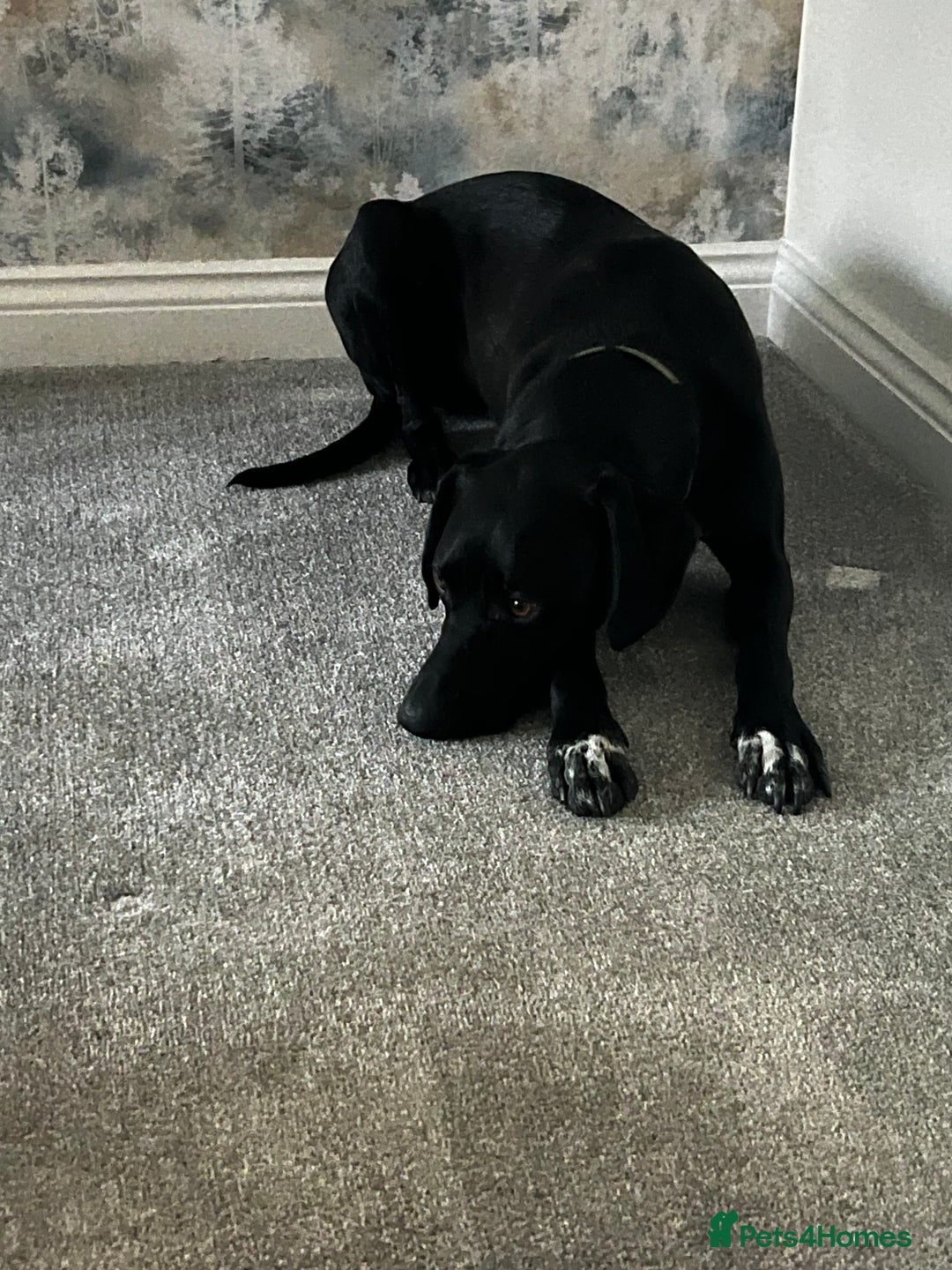 Mixed Breed dogs for sale:  Mr Bolt - Image 3