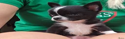 Chihuahua dogs for sale: Chihuahua puppy - Advert 9