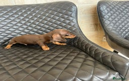 Dachshund dogs for sale: Dachshund puppies  - Image 10