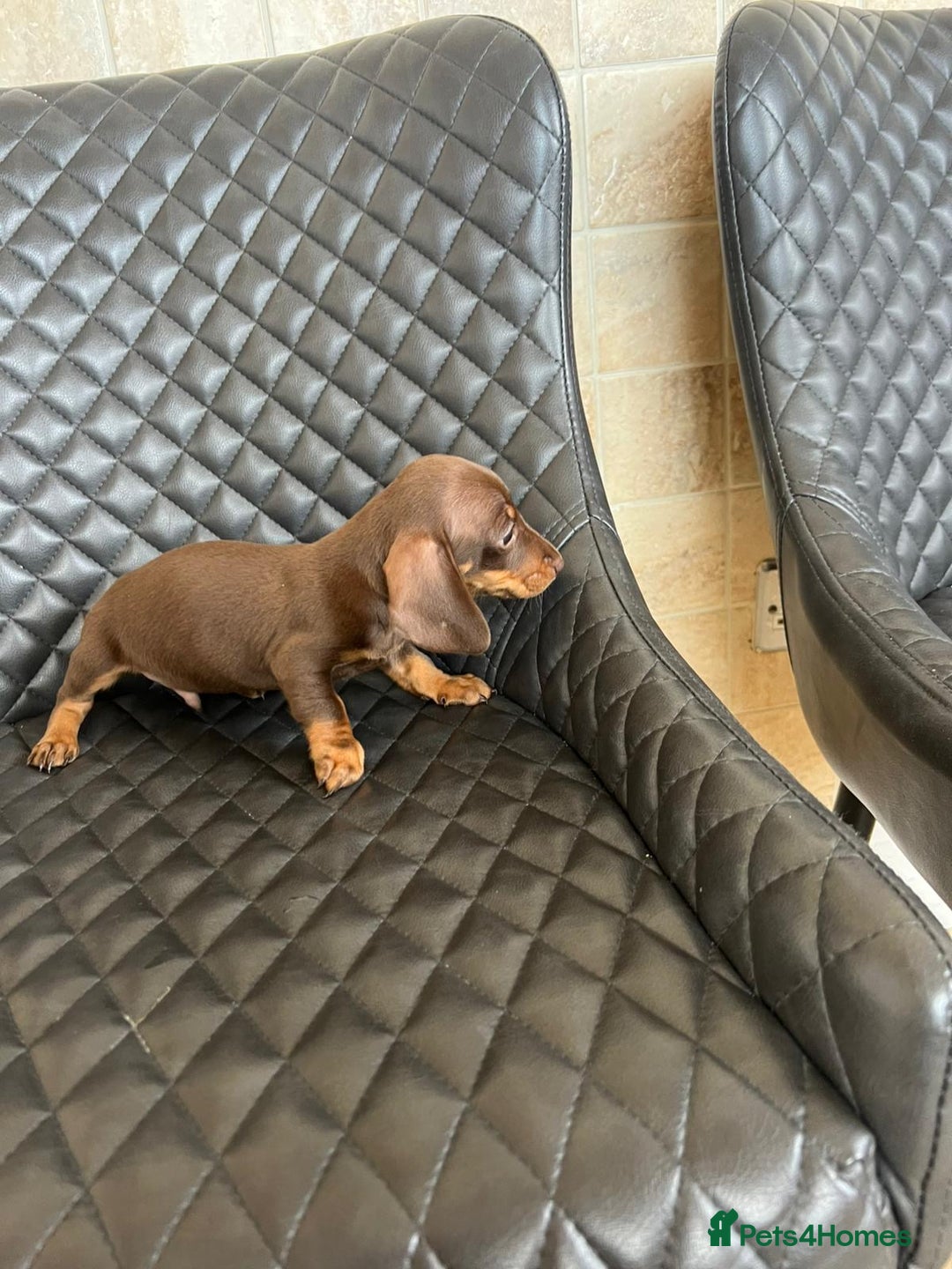 Dachshund dogs for sale: Dachshund puppies  - Image 10