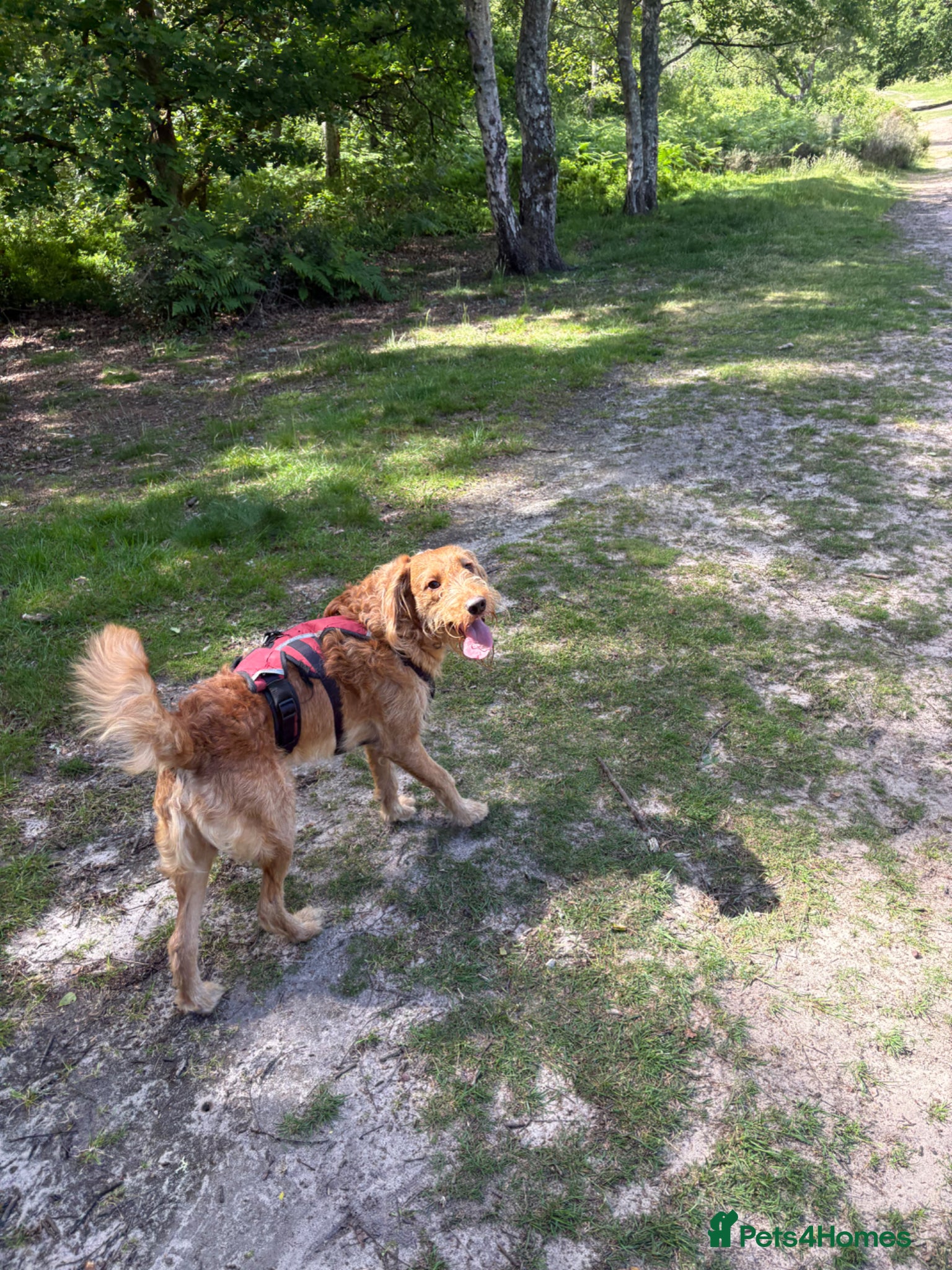 Labradoodle dogs 1 year old male Labradoodle - Advert 5