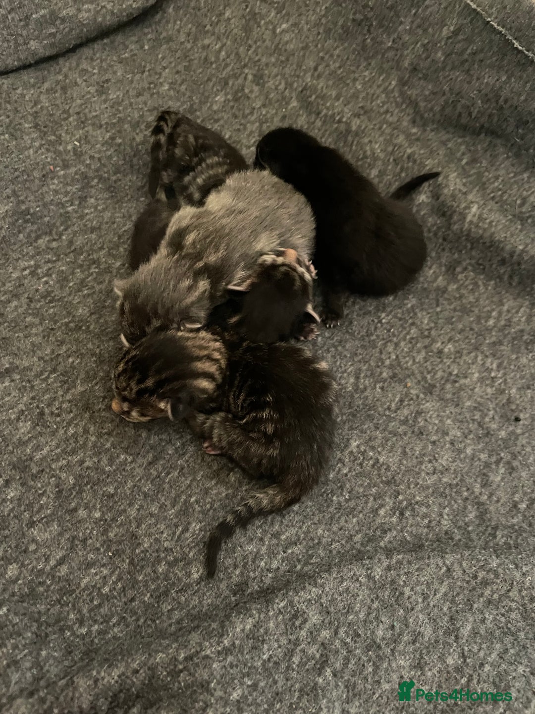 British Shorthair cats for sale: Kittens for sale - Image 2