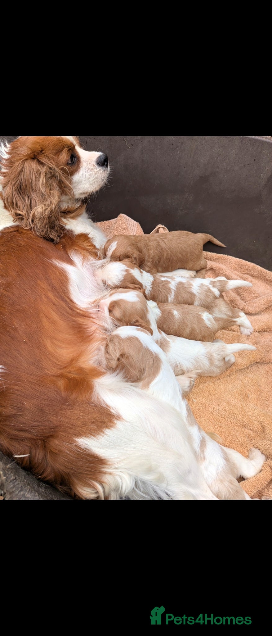 Cavalier King Charles Spaniel dogs Beautiful cavalier puppies  - Advert 1