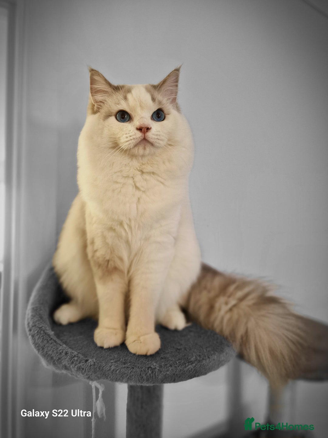 Ragdoll cats for sale: ✨ Stunning Ragdoll Kitten Available ✨ - Advert 3