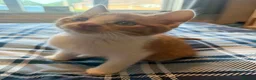 British Shorthair cats for sale: Male Ginger and white kittens  in Wareham - Advert 7