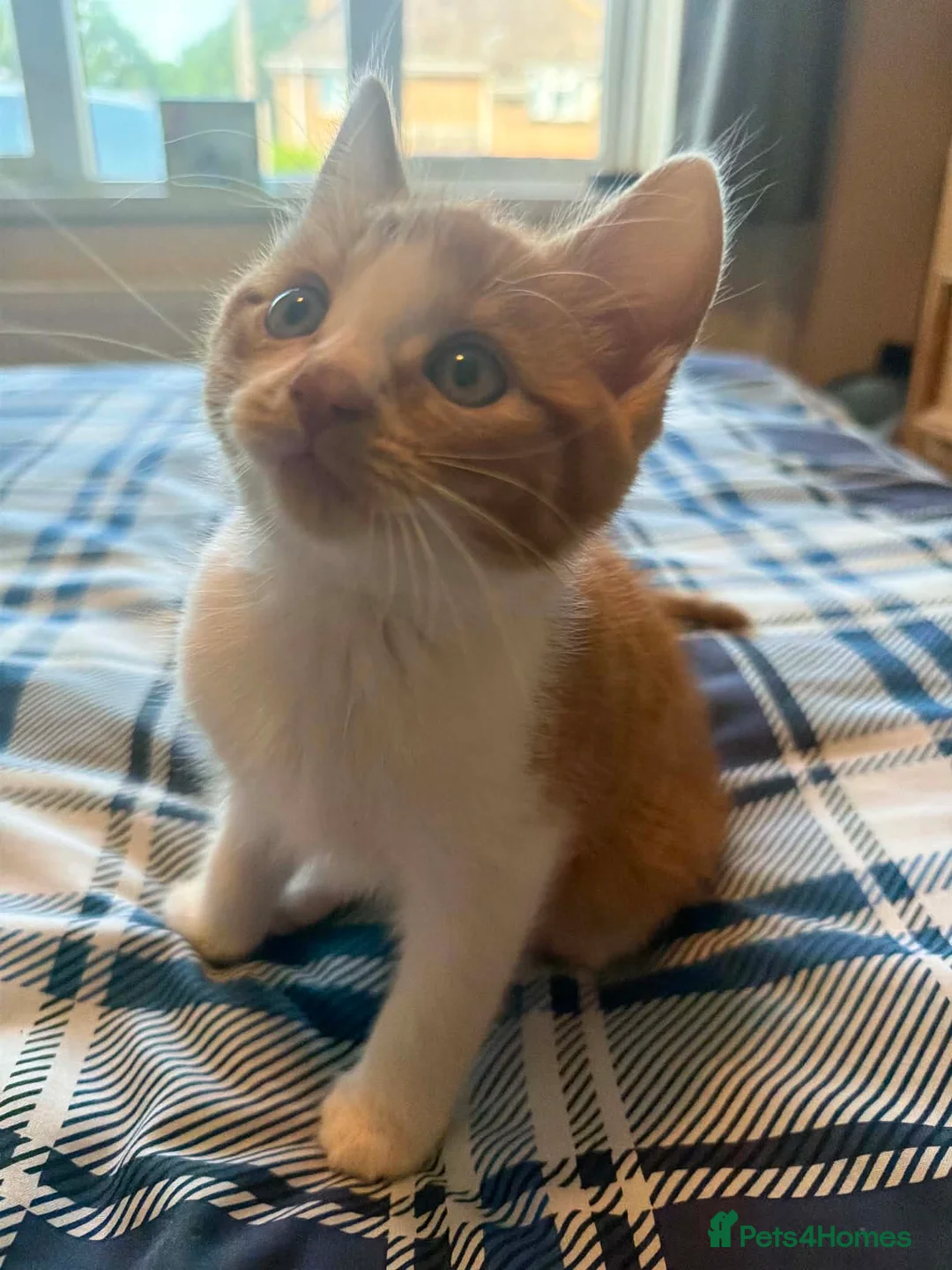 British Shorthair cats for sale: Male Ginger and white kittens  in Wareham - Advert 7