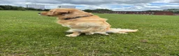 Golden Retriever dogs for sale: Buddy - Golden Retriever Seeking Forever Home in Ossett - Advert 3